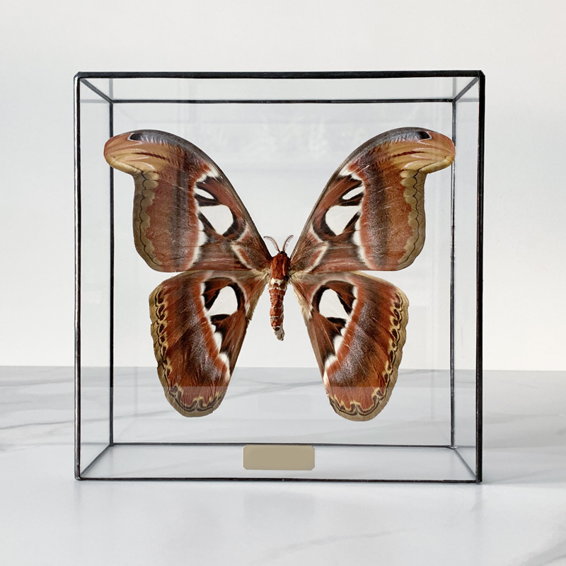 Статуэтка Butterfly Atlas Glass Box Статуэтка Butterfly Atlas Glass Box в Челябинске | Loft Concept