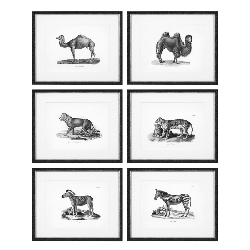 Комплект постеров Eichholtz Prints Historical Animals set of 6 Черный Черно-белый Комплект постеров Eichholtz Prints Historical Animals set of 6 Черный Черно-белый в Челябинске | Loft Concept