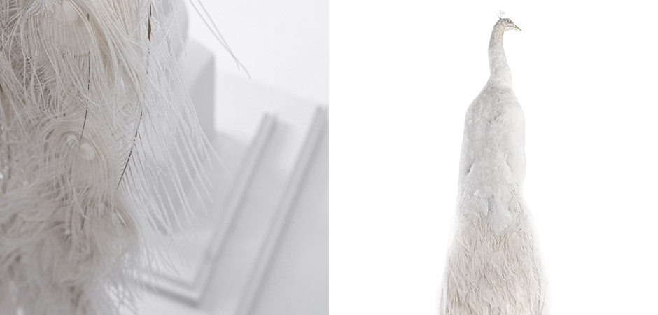 Чучело Белого Павлина на подставке  - фото №2