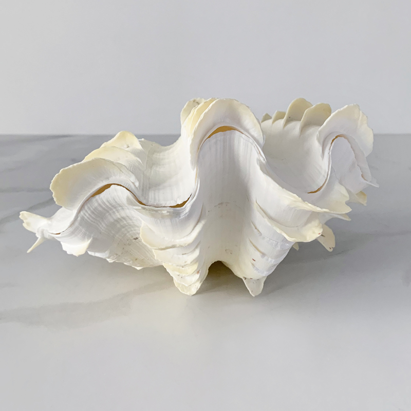 Статуэтка Tridacna Squamosa Shell S Статуэтка Tridacna Squamosa Shell S в Челябинске | Loft Concept