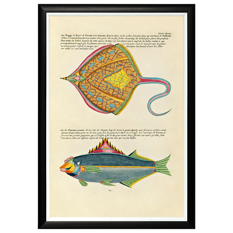 Постер в черной раме Fish Guide 25 Мульти Черный в Челябинске | Loft Concept 