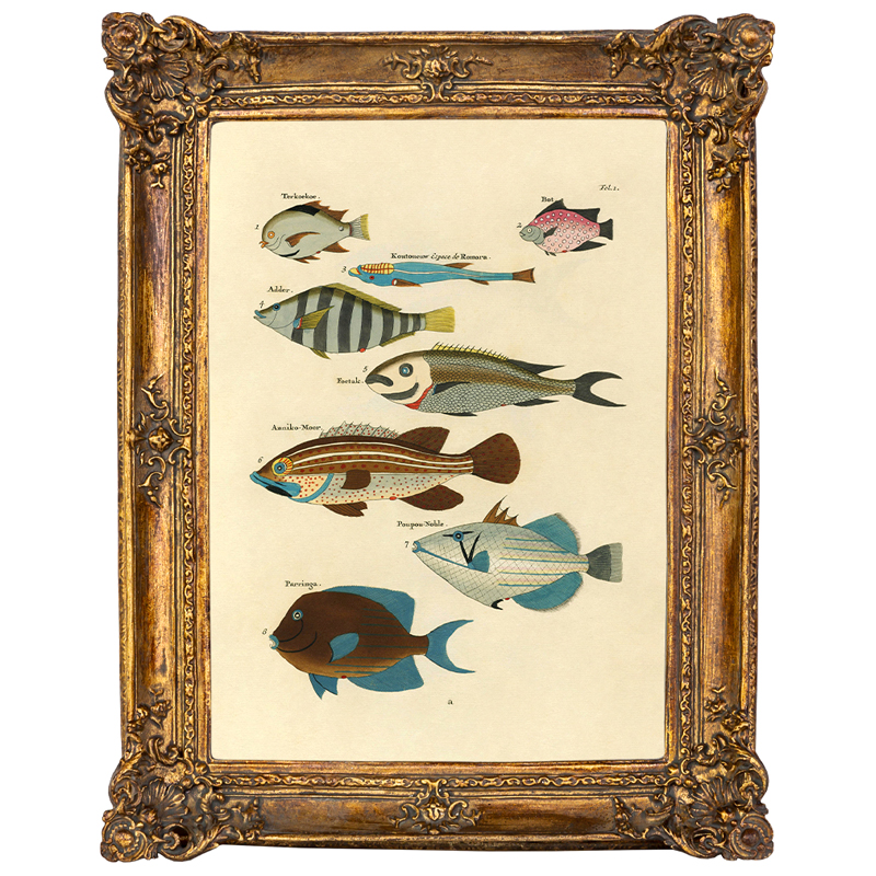 Постер Fish Species в багетной раме Мульти Золотой Постер Fish Species в багетной раме Мульти Золотой в Челябинске | Loft Concept