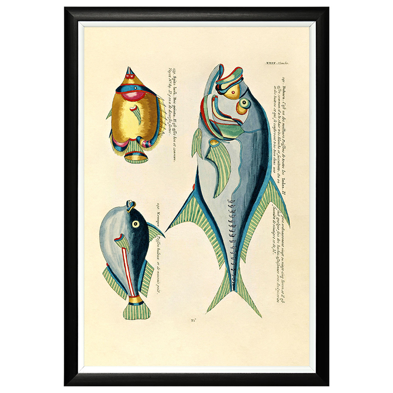 Постер в черной раме Fish Guide 18 Мульти Черный Постер в черной раме Fish Guide 18 Мульти Черный в Челябинске | Loft Concept