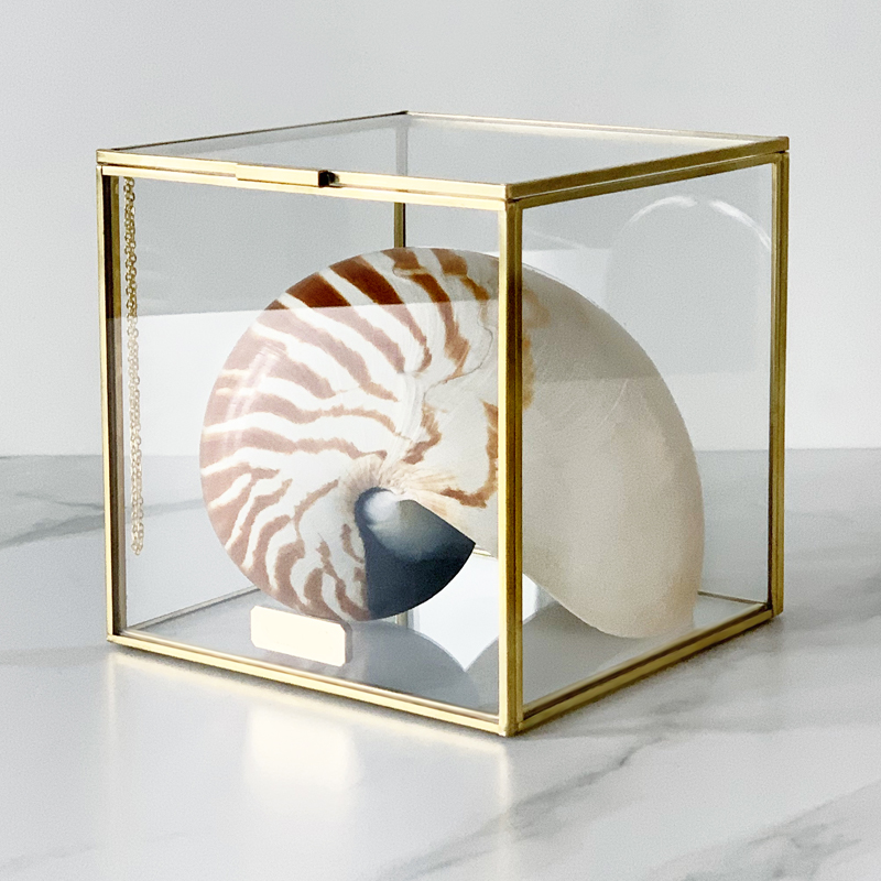 Статуэтка Nautilus Pompilius Glass Box M Статуэтка Nautilus Pompilius Glass Box M в Челябинске | Loft Concept