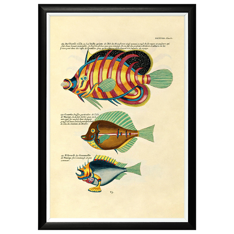 Постер в черной раме Fish Guide 24 Мульти Черный в Челябинске | Loft Concept 