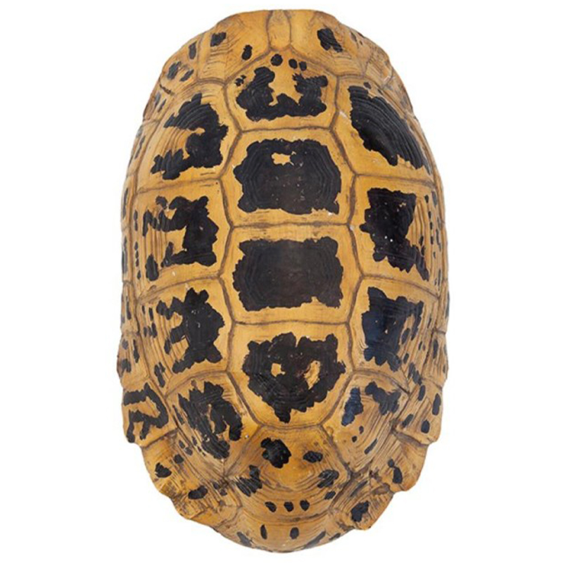 Аксессуар Turtle Hermanni Shell Коричневый Желтый Аксессуар Turtle Hermanni Shell Коричневый Желтый в Челябинске | Loft Concept