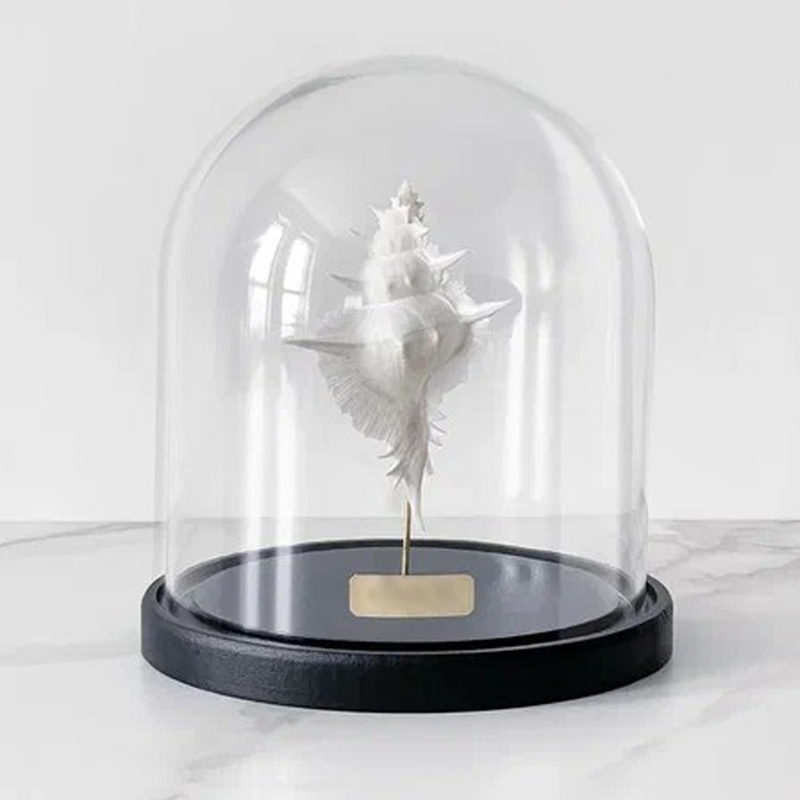 Статуэтка Murex Alabaster Glass Cloche Статуэтка Murex Alabaster Glass Cloche в Челябинске | Loft Concept