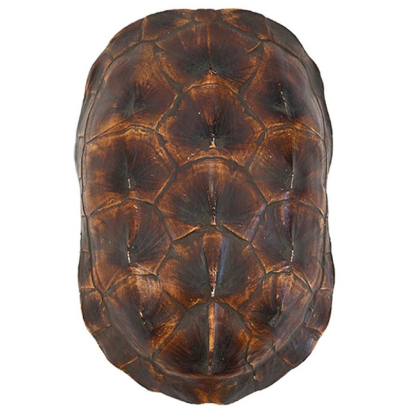 Аксессуар Turtle Shell Natural Brown Коричневый Аксессуар Turtle Shell Natural Brown Коричневый в Челябинске | Loft Concept