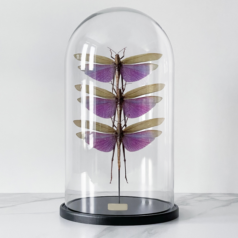 Статуэтка 3 Grasshoppers Titanacris Albipes Glass Cloche  в Челябинске | Loft Concept 