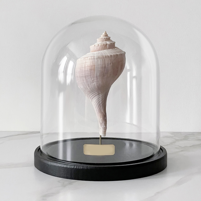Статуэтка Busycon Canaliculatus Glass Cloche  в Челябинске | Loft Concept 