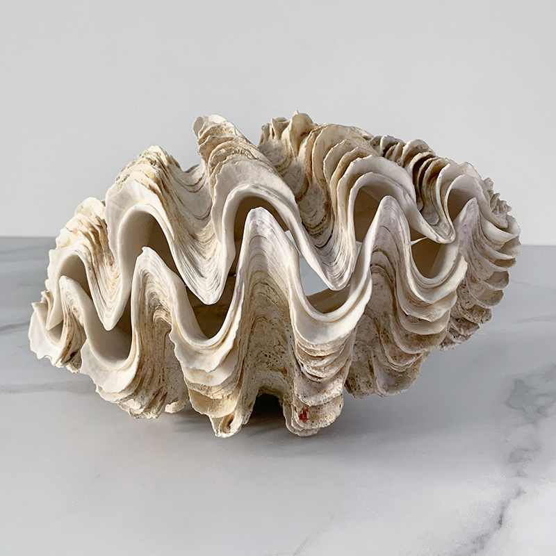 Статуэтка Tridacna Maxima Shell  в Челябинске | Loft Concept 