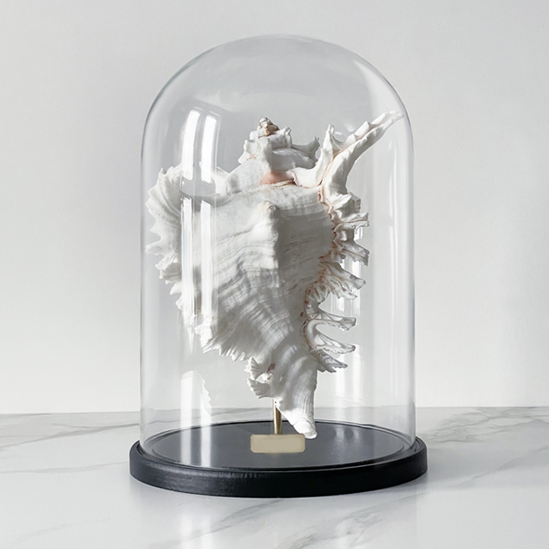 Статуэтка Murex Ramosus Glass Cloche XL Статуэтка Murex Ramosus Glass Cloche XL в Челябинске | Loft Concept