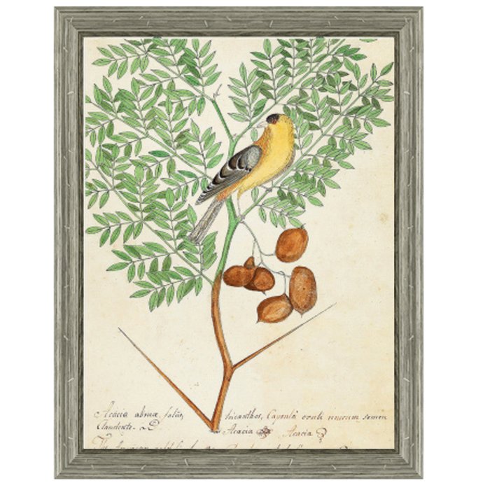 Постер Paradise Bird On Branch Постер Paradise Bird On Branch в Челябинске | Loft Concept