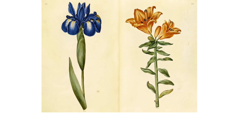 Книга GREEN FLORILEGIUM - фото №3