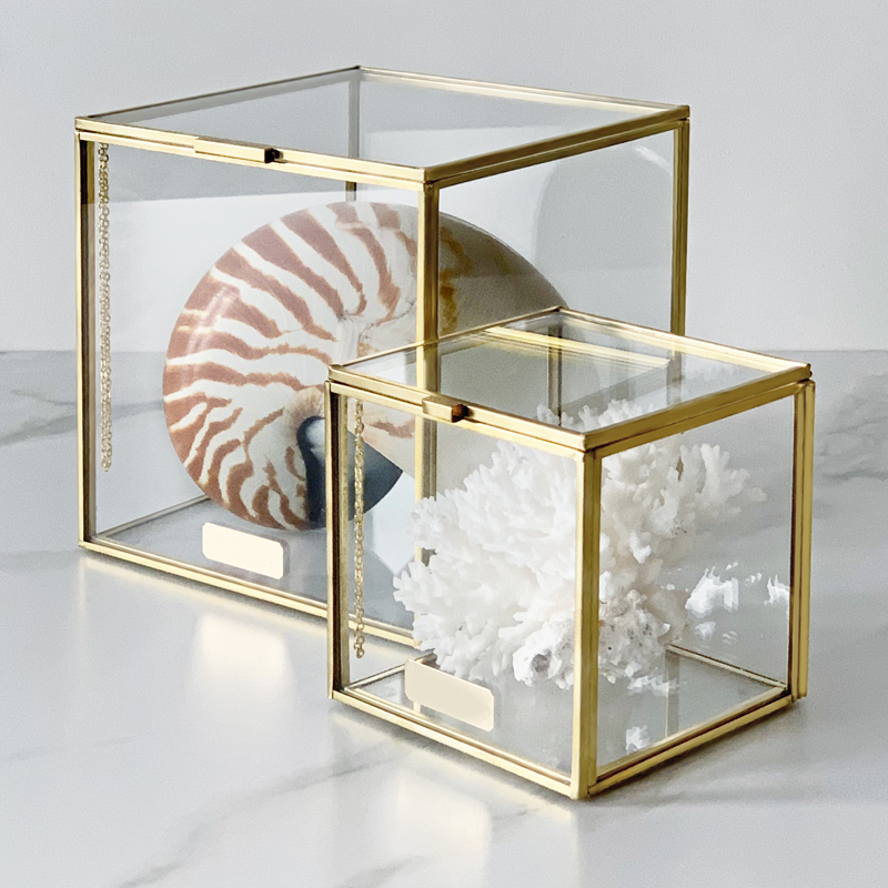 Комплект статуэток Natural Coral & Nautilus Pompilius Glass Box Комплект статуэток Natural Coral & Nautilus Pompilius Glass Box в Челябинске | Loft Concept