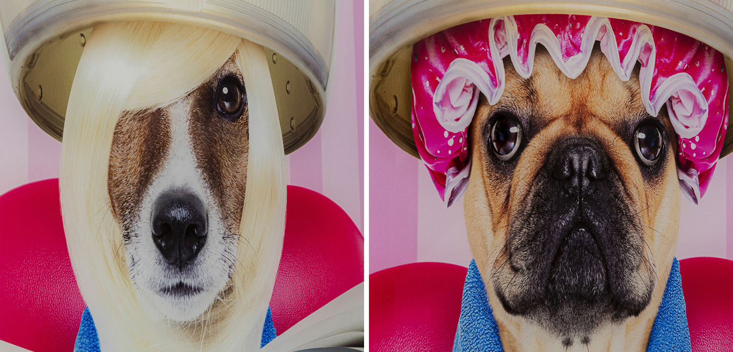 Картина Dogs in a beauty salon  - фото №1