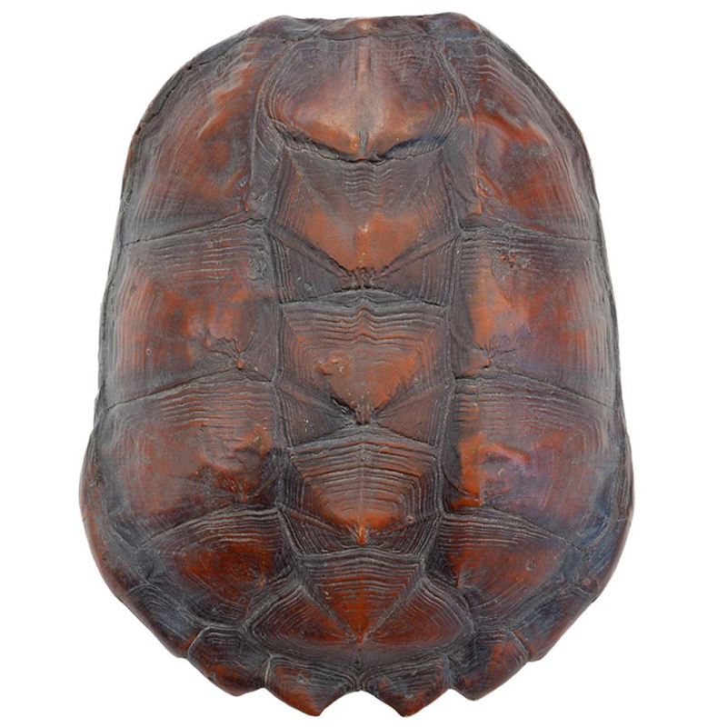 Аксессуар Turtle Shell Big Natural Коричневый Аксессуар Turtle Shell Big Natural Коричневый в Челябинске | Loft Concept