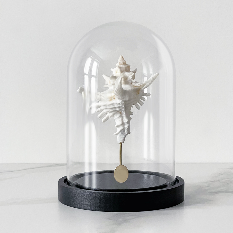 Статуэтка Murex Saharicus Glass Cloche Статуэтка Murex Saharicus Glass Cloche в Челябинске | Loft Concept