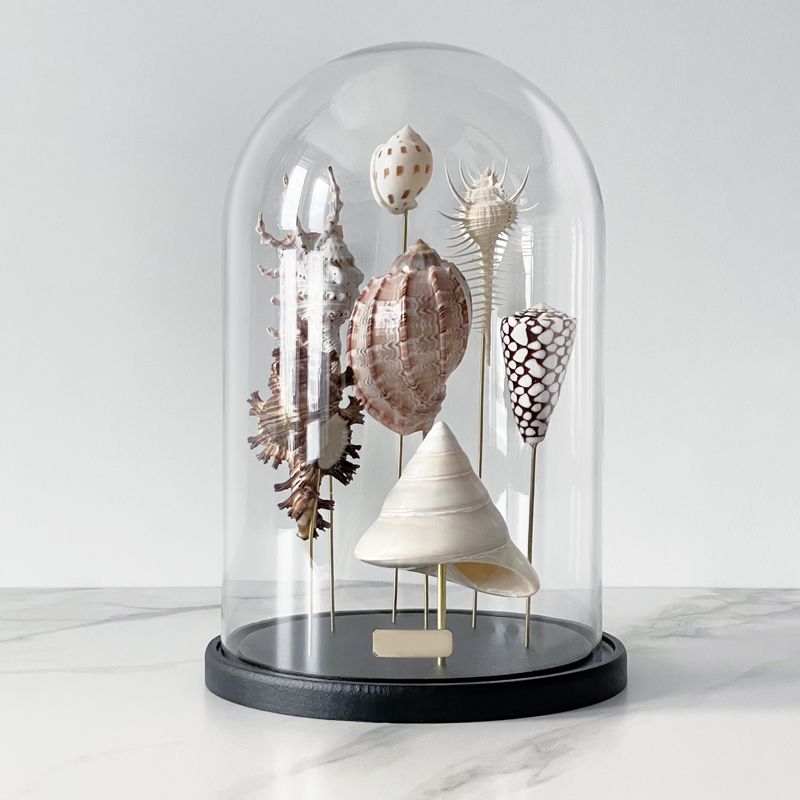 Статуэтка Shell Collection Glass Cloche 2 Статуэтка Shell Collection Glass Cloche 2 в Челябинске | Loft Concept