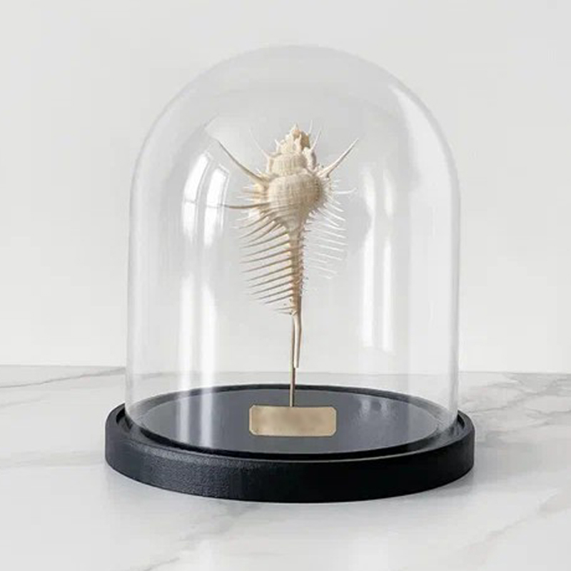 Статуэтка Murex Pecten Glass Cloche Статуэтка Murex Pecten Glass Cloche в Челябинске | Loft Concept