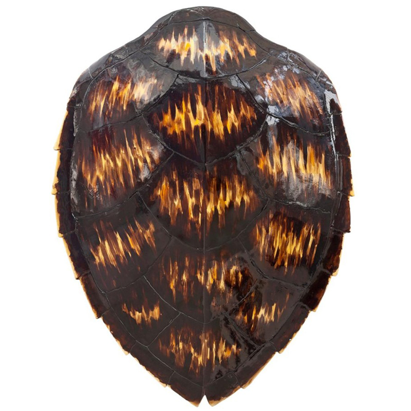 Аксессуар Turtle Shell Motley Natural Коричневый Желтый в Челябинске | Loft Concept 