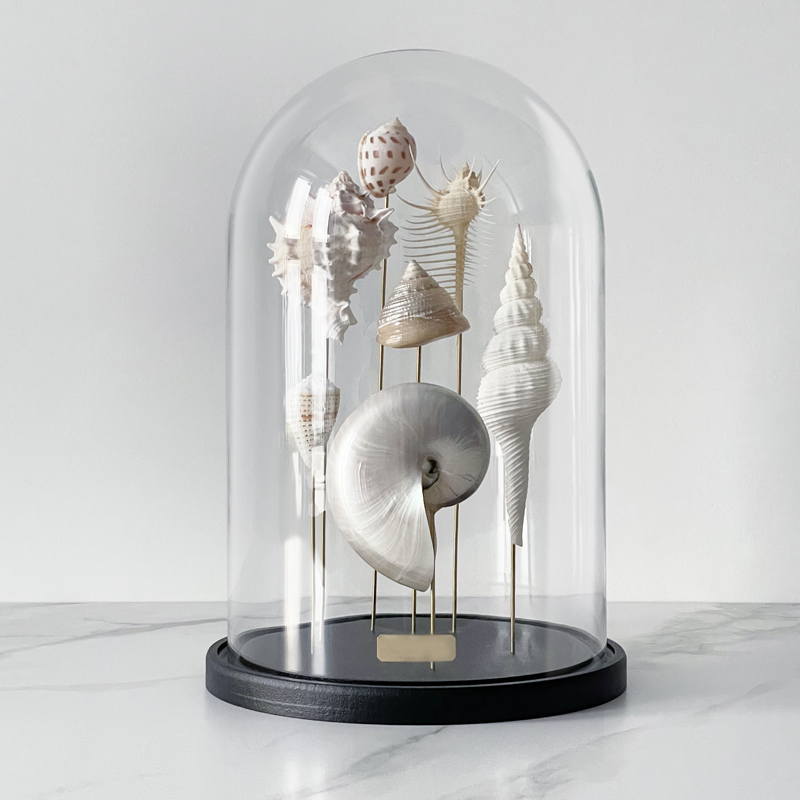 Статуэтка Shell Collection Glass Cloche 1 Статуэтка Shell Collection Glass Cloche 1 в Челябинске | Loft Concept