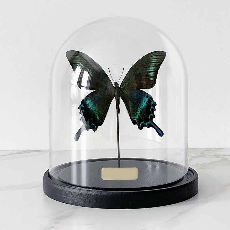 Статуэтка Butterfly Sailboat Maaka Glass Cloche Статуэтка Butterfly Sailboat Maaka Glass Cloche в Челябинске | Loft Concept