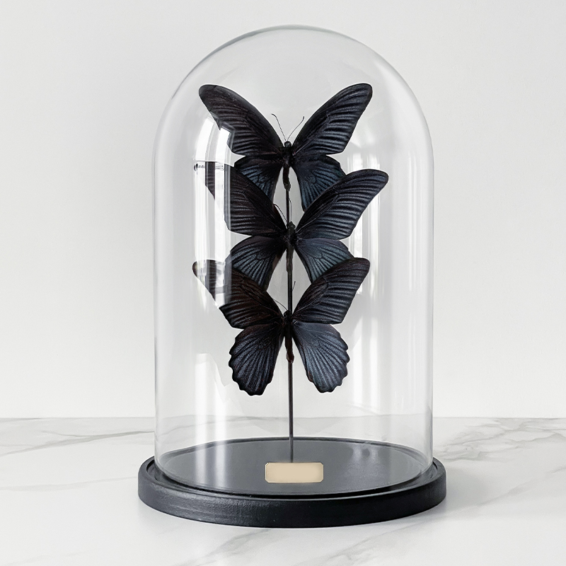 Статуэтка 3 Butterflies Papilio Memnon Glass Cloche Статуэтка 3 Butterflies Papilio Memnon Glass Cloche в Челябинске | Loft Concept