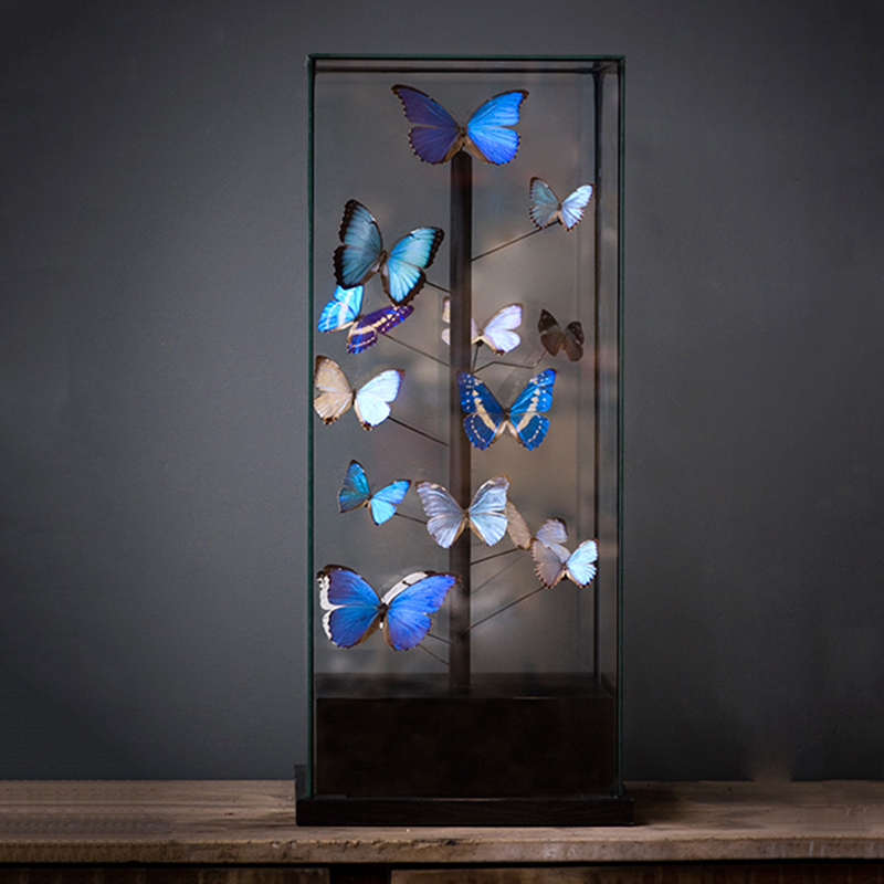 Статуэтка 14 Blue Butterflies Morphos Glass Box Статуэтка 14 Blue Butterflies Morphos Glass Box в Челябинске | Loft Concept