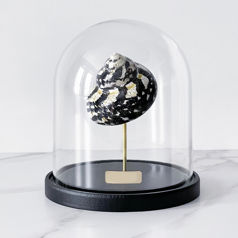 Статуэтка Turbo Cittarium Pica Glass Cloche Статуэтка Turbo Cittarium Pica Glass Cloche в Челябинске | Loft Concept