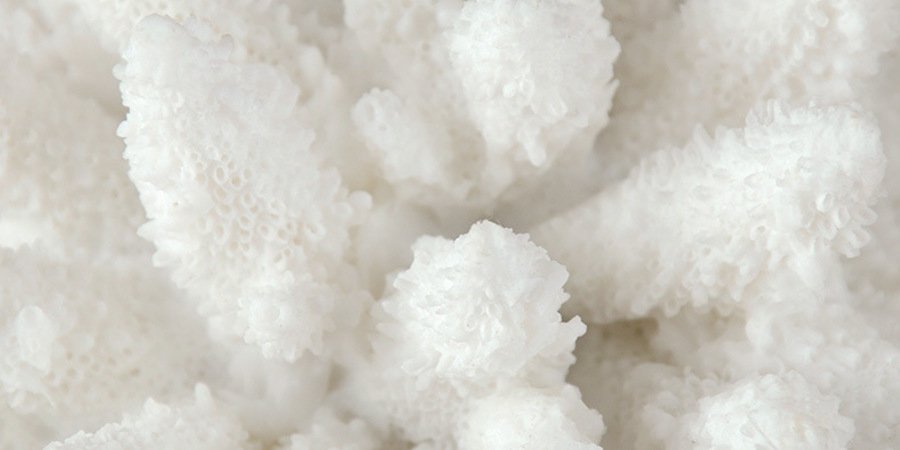 Белый коралл Cluster на подставке - фото №1