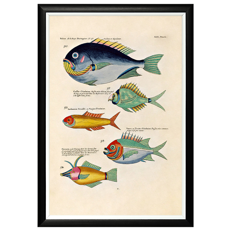 Постер в черной раме Fish Guide 12 Мульти Черный Постер в черной раме Fish Guide 12 Мульти Черный в Челябинске | Loft Concept