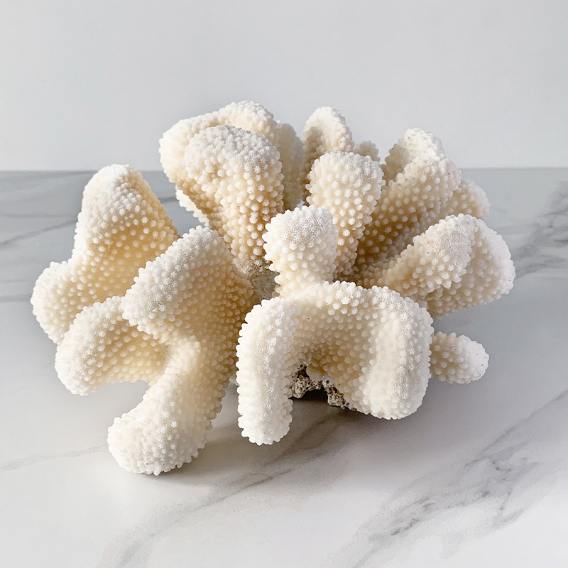Статуэтка White Cauliflower Coral Статуэтка White Cauliflower Coral в Челябинске | Loft Concept