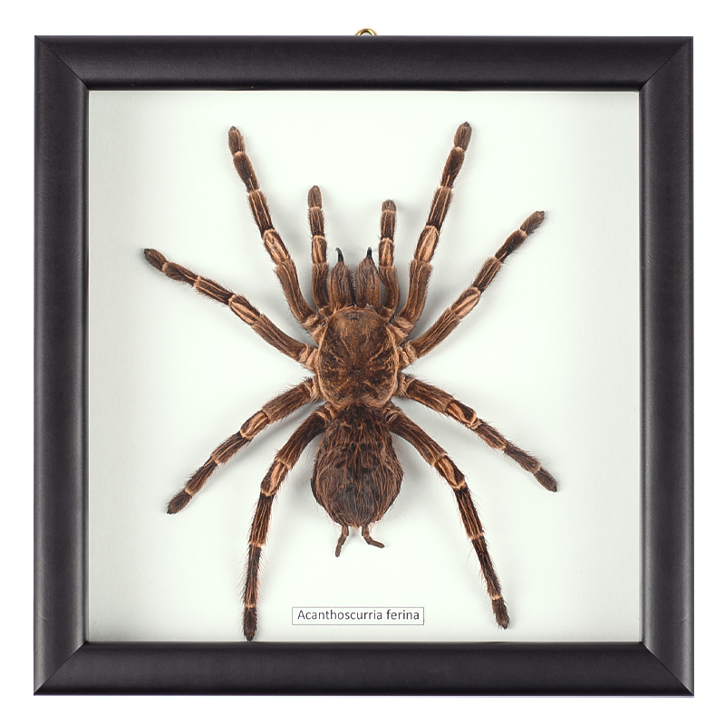 Аксессуар на стену Паук Acanthoscurria Ferina Коричневый Белый Черный в Челябинске | Loft Concept 