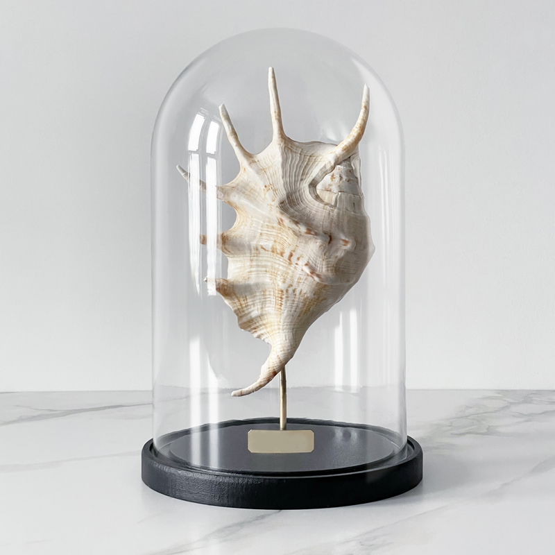 Статуэтка Lambis Glass Cloche Статуэтка Lambis Glass Cloche в Челябинске | Loft Concept