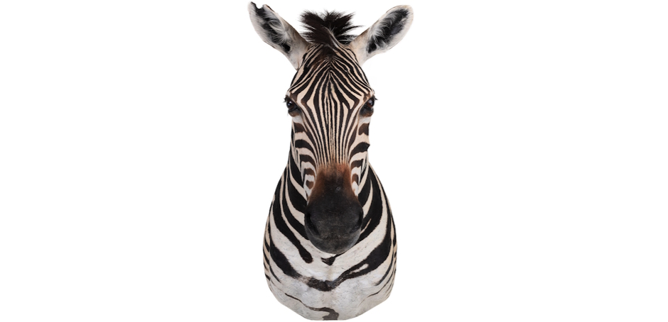 Голова зебры Burchellii Чучело таксидермия ZEBRA SHM RIGHT Голова зебры Burchellii Чучело таксидермия ZEBRA SHM RIGHT - Loft-Concept в Челябинске