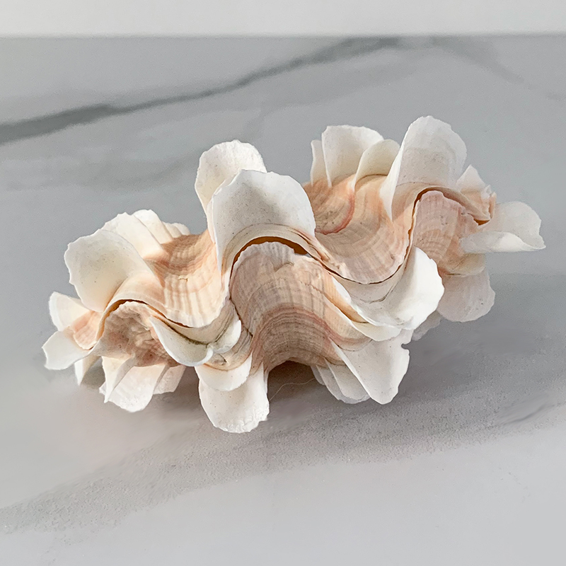 Статуэтка Tridacna Shell XS Статуэтка Tridacna Shell XS в Челябинске | Loft Concept