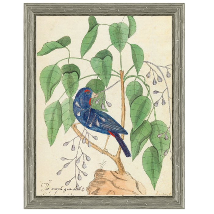 Постер Blue Bird In Foliage  в Челябинске | Loft Concept 