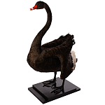 Настоящее чучело черного лебедя Black Swan варинант исполнения - 2 | Loft Concept в Челябинске