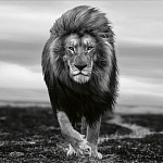 Книга Beusker. Look into my Eyes варинант исполнения - 7 | Loft Concept в Челябинске