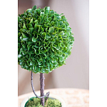 Декоративный искусственное растение Single boxwood варинант исполнения - 7 | Loft Concept в Челябинске