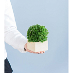 Декоративный искусственное растение Square boxwood варинант исполнения - 7 | Loft Concept в Челябинске