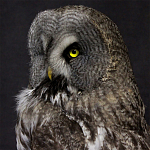 Чучело Совы таксидермия варинант исполнения - 2 | Loft Concept в Челябинске