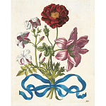 Книга цветов 22 постера Maria Sibylla Merian: 22 Pull-Out Posters варинант исполнения - 3 | Loft Concept в Челябинске