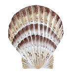 Фигурка из фарфора в виде ракушки морского гребешка Marine Tridacna варинант исполнения - 1 | Loft Concept в Челябинске