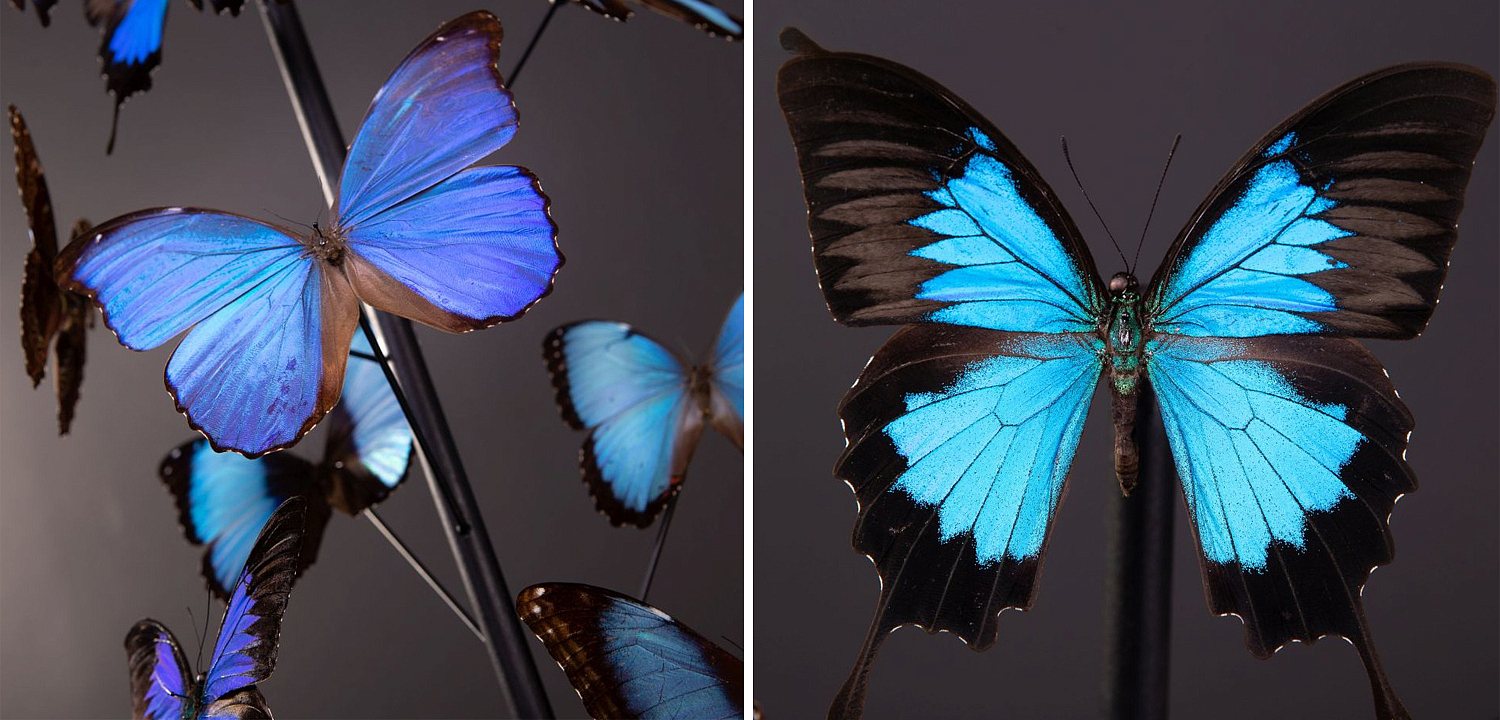 Статуэтка 14 Blue Butterflies Morphos Glass Box Статуэтка 14 Blue Butterflies Morphos Glass Box - Loft-Concept в Челябинске