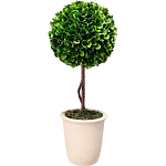 Декоративный искусственное растение Single boxwood варинант исполнения - 1 | Loft Concept в Челябинске