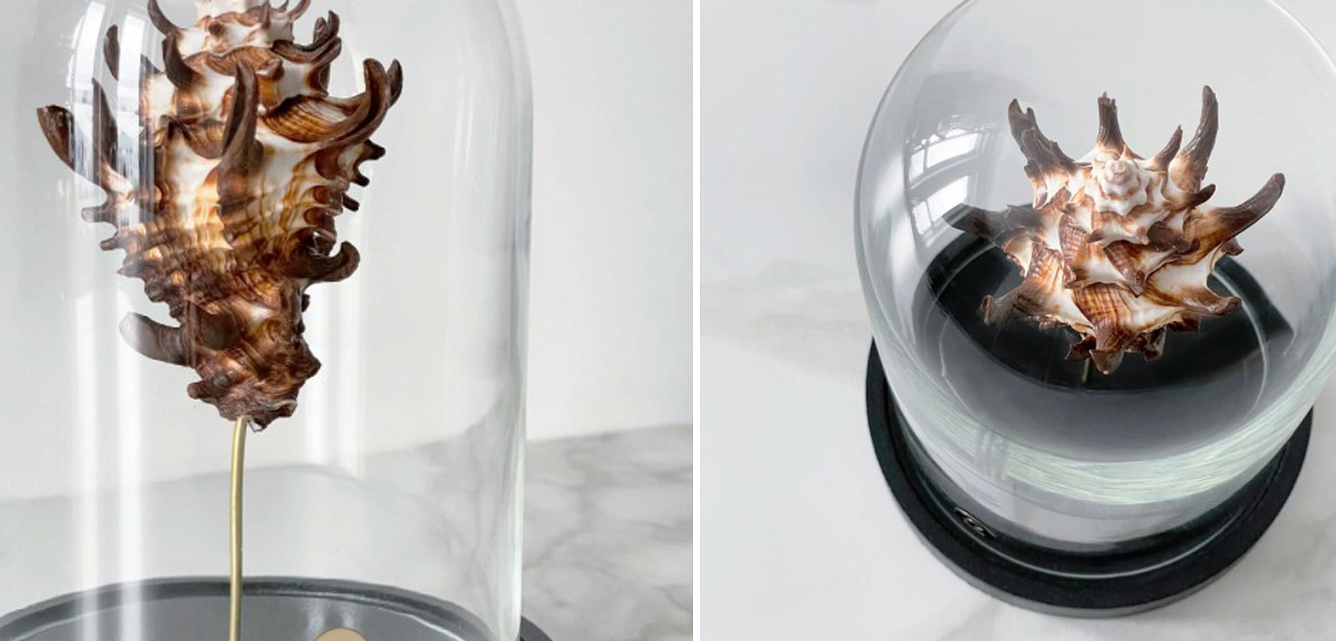 Статуэтка Vasum Tubiferum Glass Cloche Статуэтка Vasum Tubiferum Glass Cloche - Loft-Concept в Челябинске
