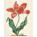 Книга цветов 22 постера Maria Sibylla Merian: 22 Pull-Out Posters варинант исполнения - 5 | Loft Concept в Челябинске