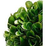 Декоративный искусственное растение Square boxwood варинант исполнения - 2 | Loft Concept в Челябинске